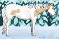 Horse Color:Silver Classic Champagne Splash Tobiano 