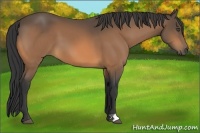 Horse Color:Unknown 