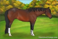 Horse Color:Bay Frame 