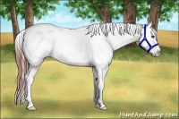 Horse Color:Black Splash Appaloosa Rabicano