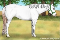 Horse Color:White Spotted Black Splash Appaloosa Rabicano
