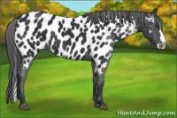 Horse Color:Black Sabino Splash Appaloosa 