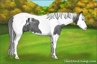 Horse Color:Black Sabino Splash Tobiano Appaloosa