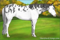 Horse Color:Blue Roan Sabino Splash Appaloosa 