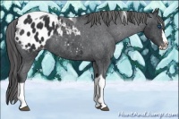 Horse Color:Black Splash Tobiano Appaloosa 