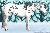Horse Color:Black Splash Tobiano Near Leopard Rabicano
