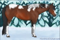 Horse Color:Bay Splash Tobiano Frame Rabicano