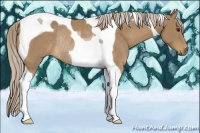 Horse Color:Palomino Tobiano Rabicano