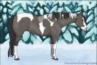 Horse Color:Grullo Splash Tobiano 
