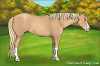 Horse Color:Gold Champagne Splash 