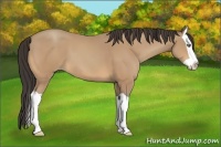 Horse Color:Amber Champagne Splash 