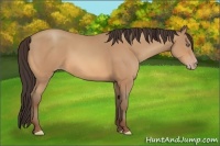 Horse Color:Amber Champagne 