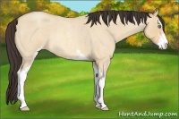 Horse Color:Amber Champagne Roan Dun Sabino