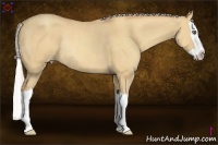 Horse Color:Silver Amber Champagne Dun Splash Rabicano 