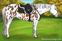 Horse Color:Bay Sabino Splash Appaloosa