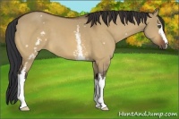 Horse Color:White Spotted Bay Dun