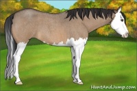 Horse Color:Bay Roan Dun Splash