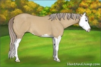 Horse Color:Palomino Roan Dun Splash