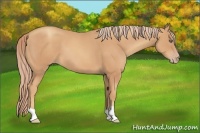 Horse Color:Gold Champagne