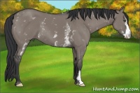 Horse Color:White Spotted Grullo Frame 