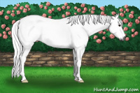Horse Color:Gray Bay Roan 