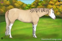 Horse Color:Gold Champagne Dun Sabino Splash Rabicano 