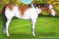 Horse Color:White Spotted Bay 