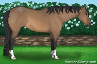Horse Color:Bay Dun