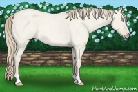 Horse Color:Smoky Creme Roan Dun 