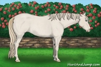 Horse Color:Smoky Creme Roan