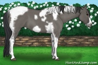 Horse Color:Grullo Roan Tobiano Frame 
