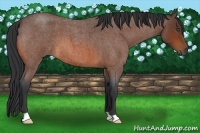 Horse Color:Bay Roan 