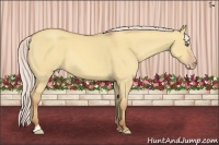 Horse Color:Silver Amber Champagne Dun Sabino Frame Rabicano