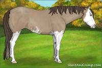 Horse Color:Classic Cream Champagne Sabino Splash 