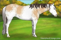 Horse Color:White Spotted Amber Champagne Splash 