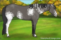 Horse Color:White Spotted Grullo