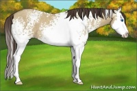 Horse Color:White Spotted Classic Champagne Dun Splash 