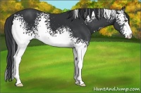 Horse Color:White Spotted Black