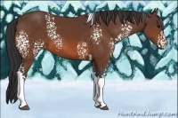 Horse Color:White Spotted Bay Tobiano