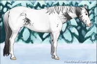 Horse Color:White Spotted Black Tobiano 