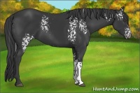 Horse Color:White Spotted Black 