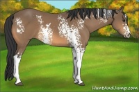 Horse Color:White Spotted Buckskin Frame