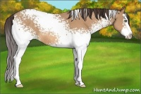 Horse Color:White Spotted Amber Champagne Splash 