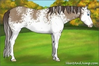 Horse Color:White Spotted Classic Champagne Splash 