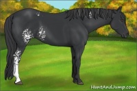 Horse Color:White Spotted Black Frame 