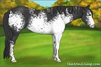 Horse Color:White Spotted Black