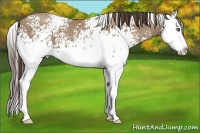 Horse Color:White Spotted Classic Champagne Splash