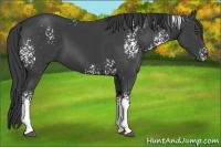 Horse Color:White Spotted Smoky Black