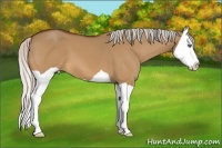 Horse Color:Silver Bay Dun Splash 