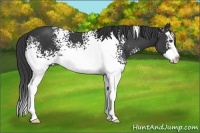 Horse Color:White Spotted Black Splash